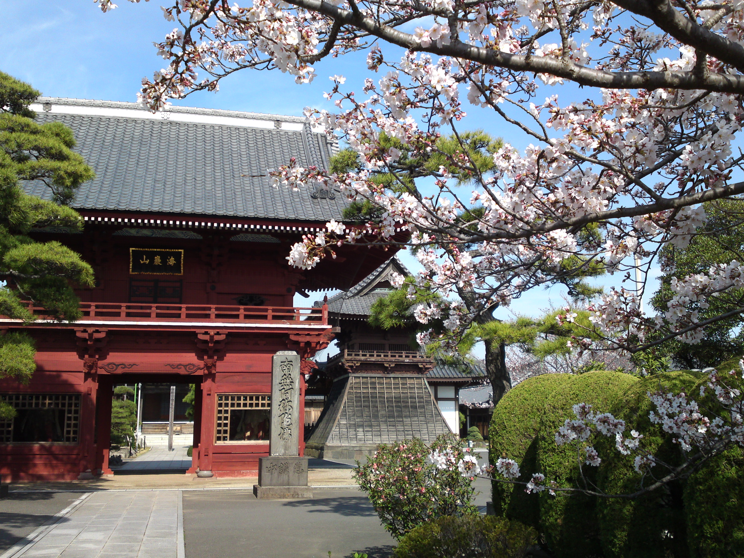 2018年春徳願寺に咲く桜の花１０