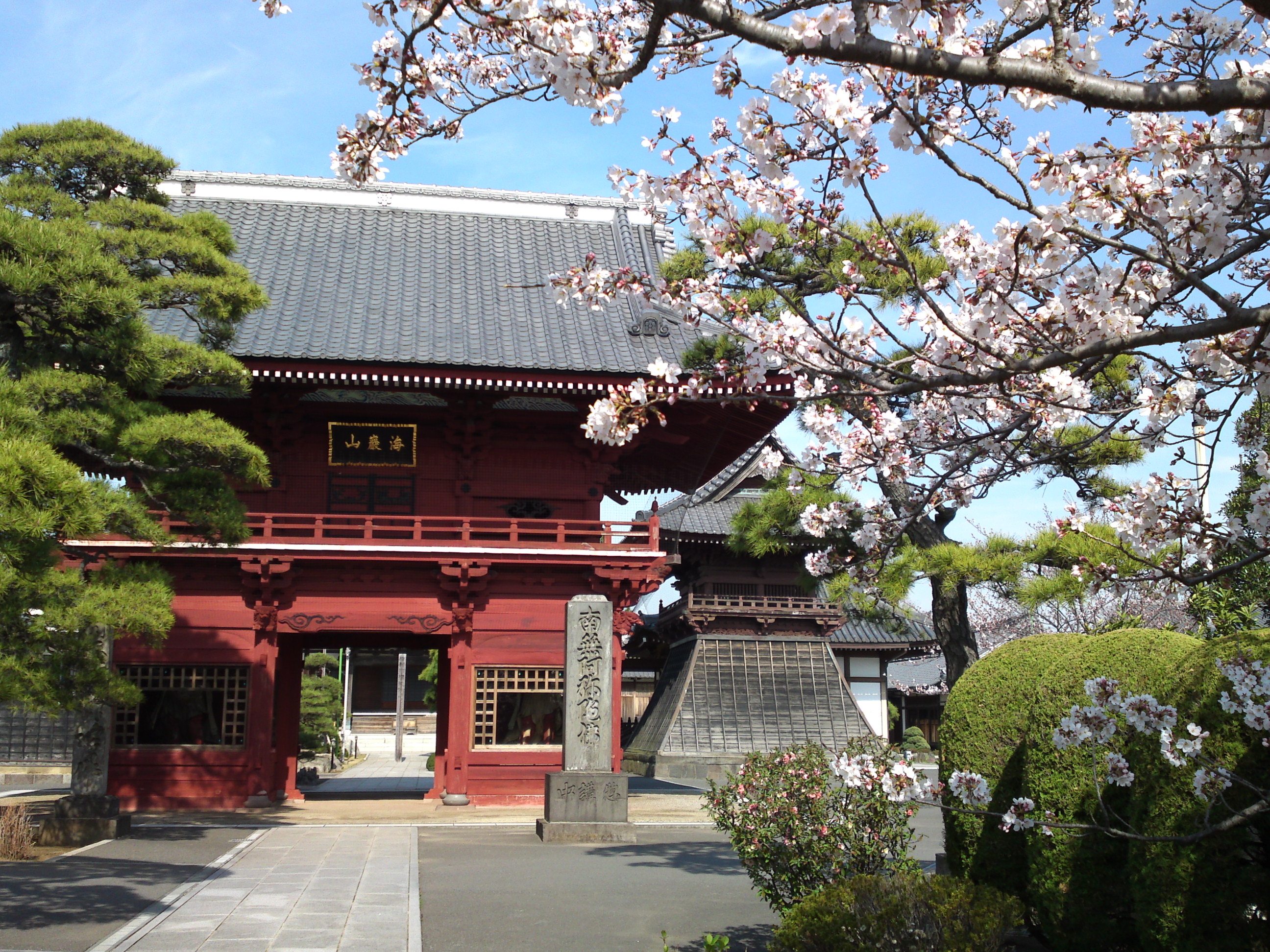 2018年春徳願寺に咲く桜の花１２