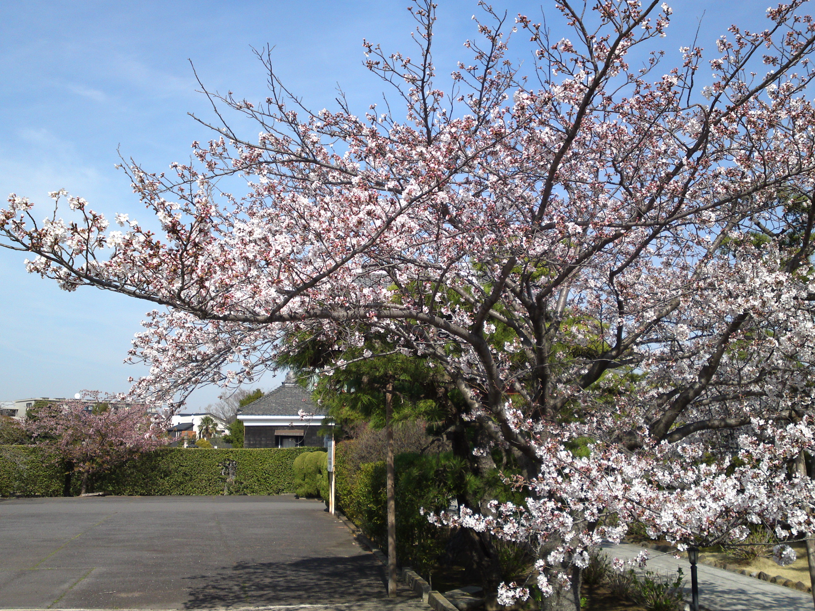2018年春徳願寺に咲く桜の花１３