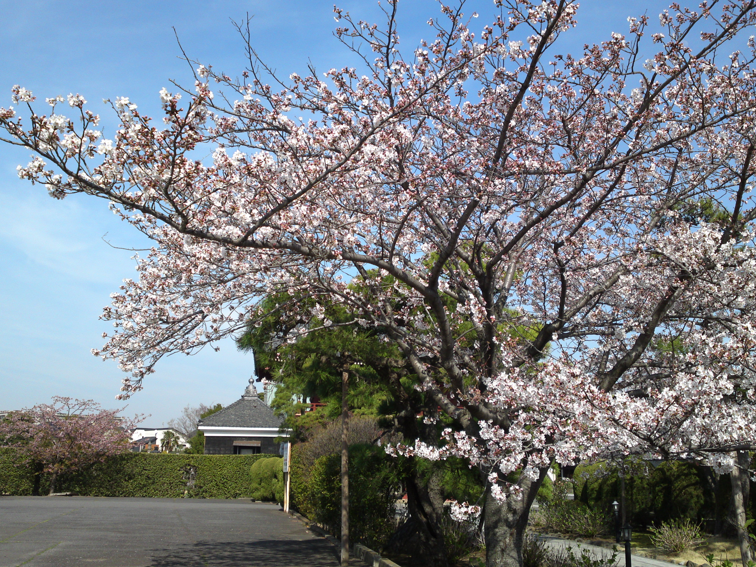 2018年春徳願寺に咲く桜の花１４