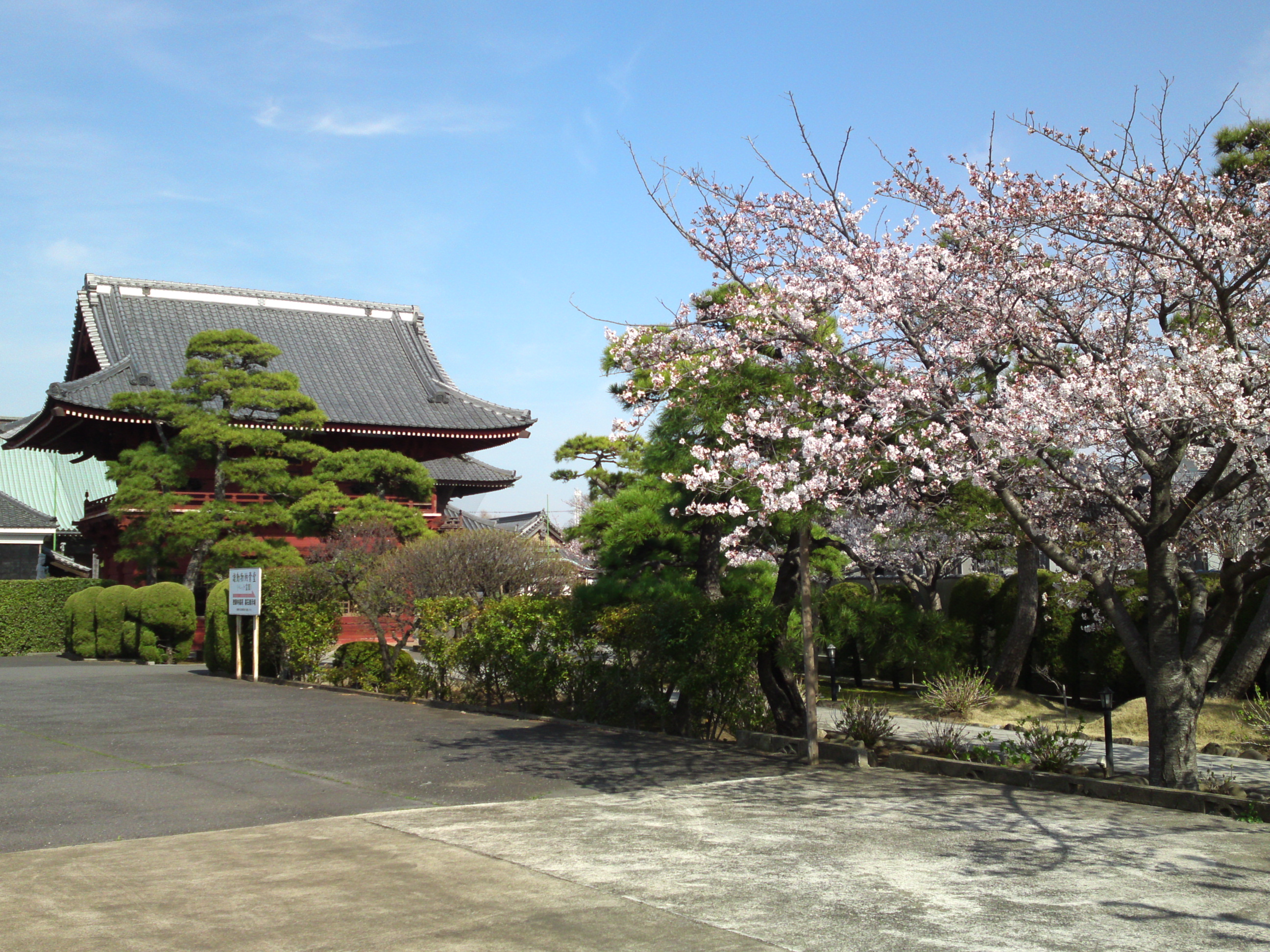 2018年春徳願寺に咲く桜の花１５