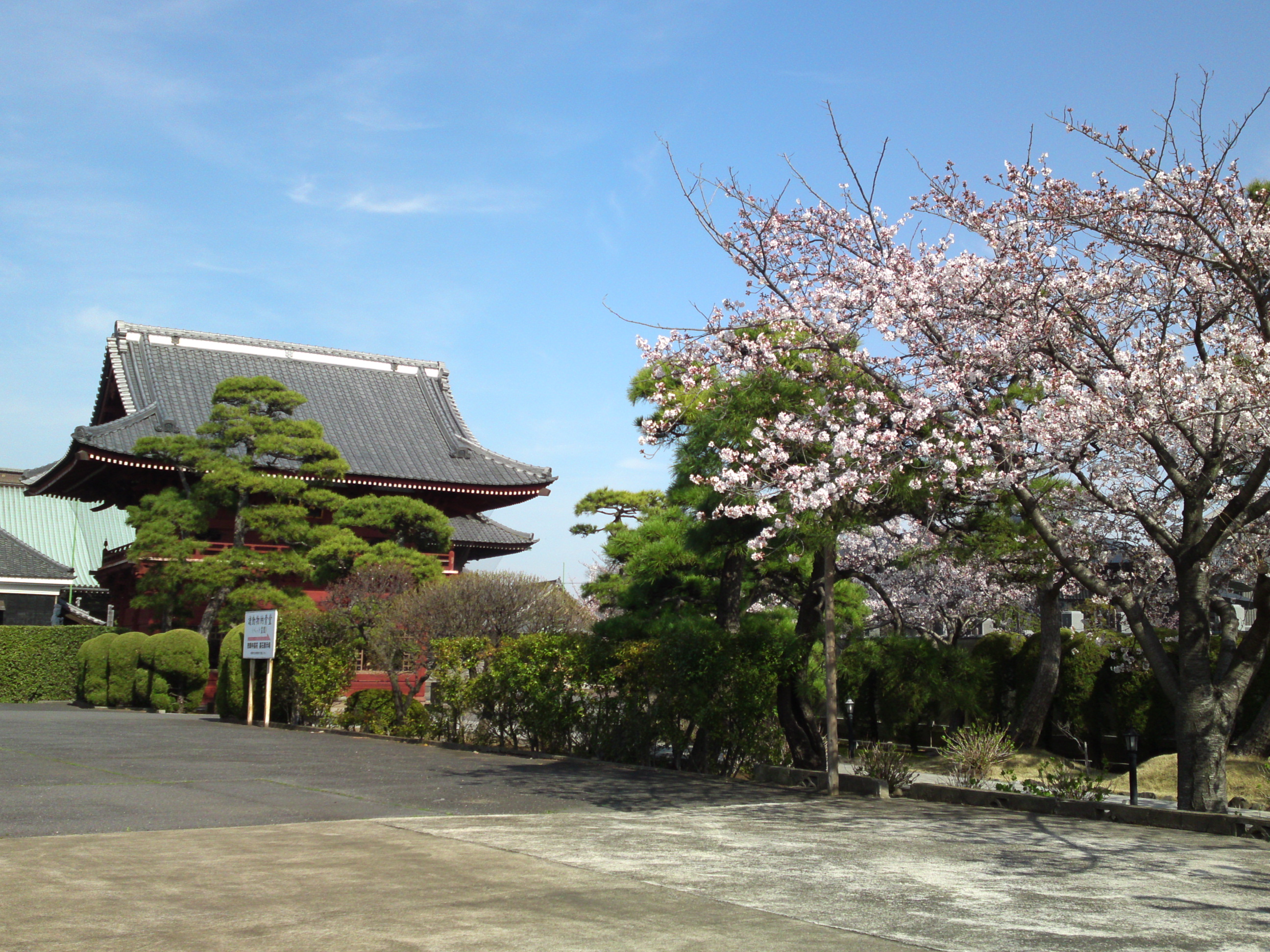 2018年春徳願寺に咲く桜の花１８