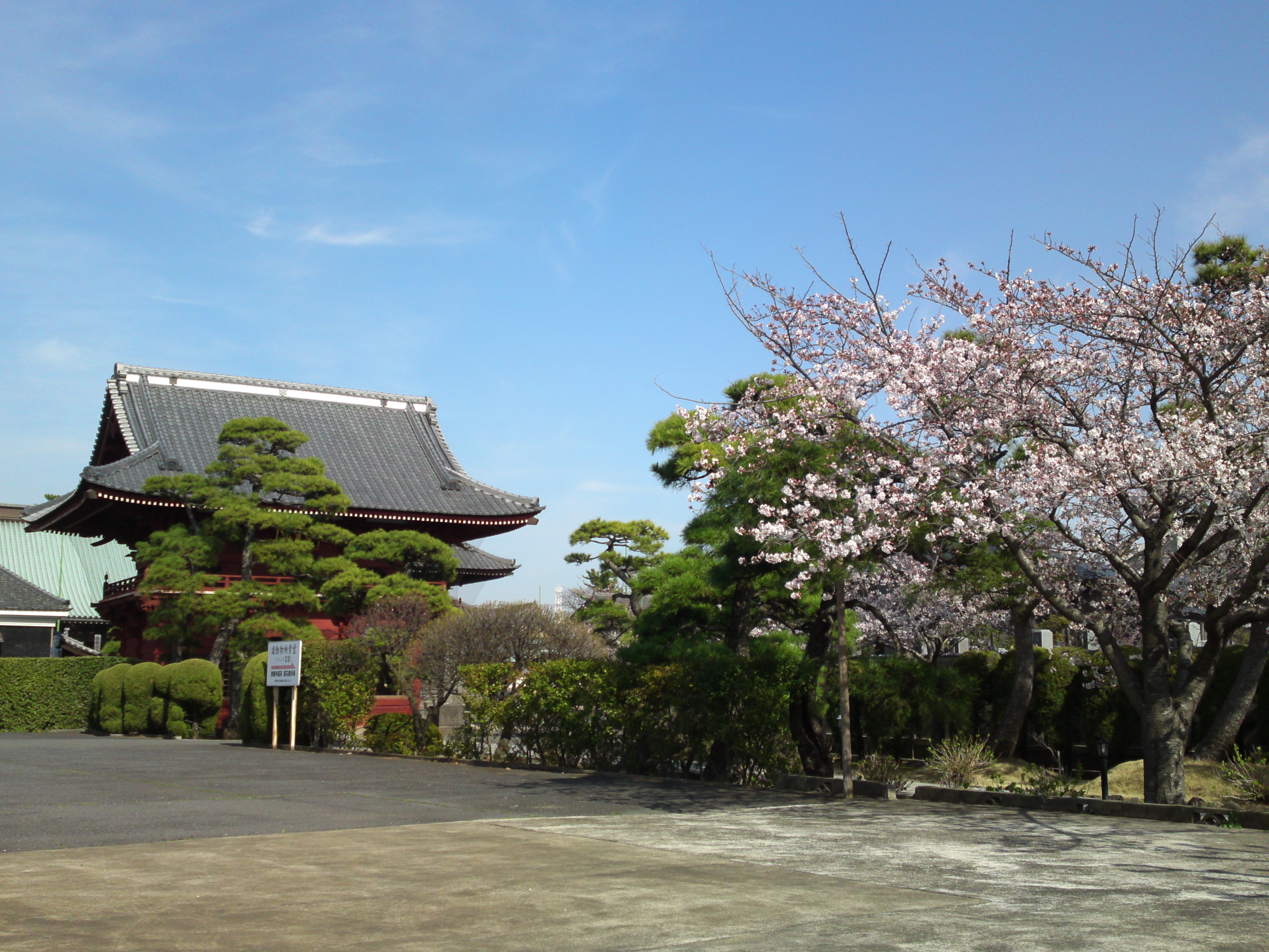 2018年春徳願寺に咲く桜の花１９