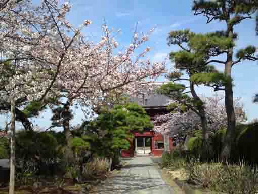 徳願寺参道の桜と仁王門