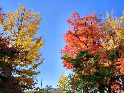 椿第二児童公園の紅葉１