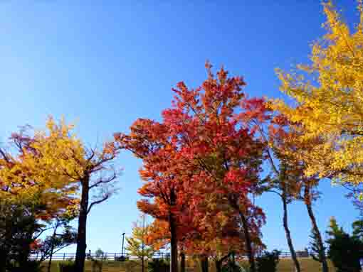 椿第二児童公園の紅葉２