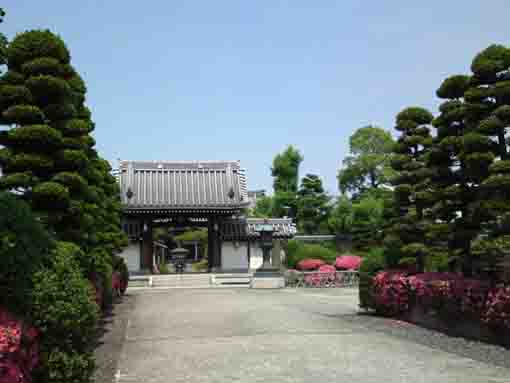 pink azalea flowers in Choshoji