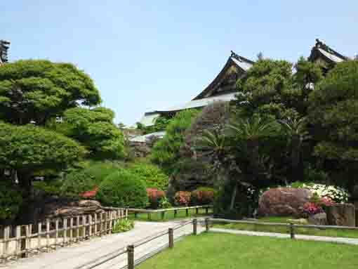 azalea and pine trees in Choshoji