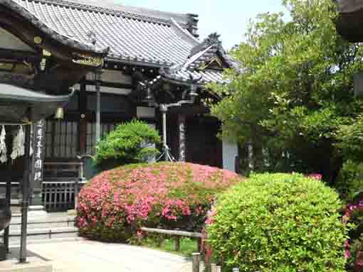 azalea flowers in front of the main hall