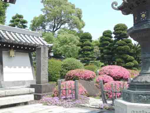 pink azalea flowers beside the gate