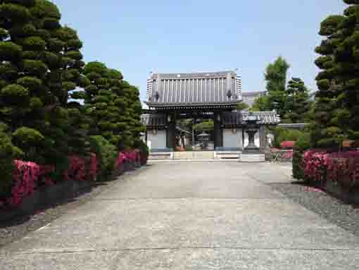 pink azalea and the gate in Choshoji