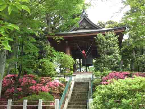 pink azaleas blooming under the bell tower