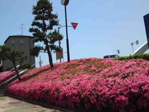 ピンク色の壁のような辰巳新橋東詰広場