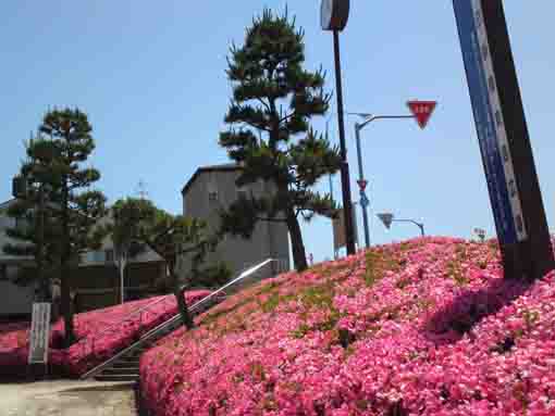 Tatsumi Shinbashi Higashizume Park