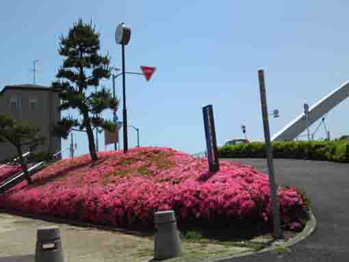 Azalea flowers blooming on the bank