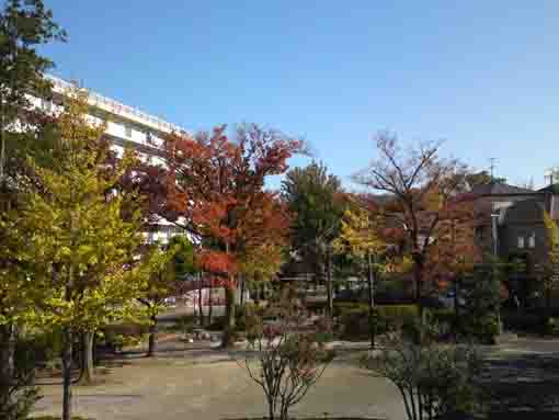seeing colored leaves from Shinnakagawa