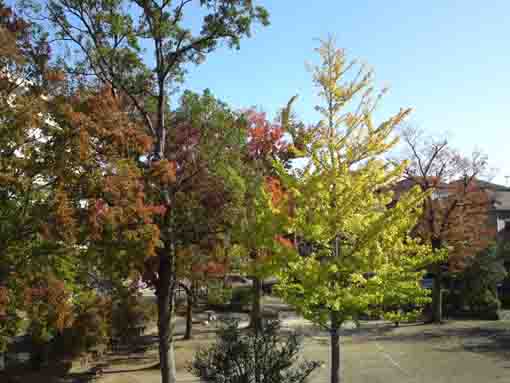 colored leaves in Harue Edogawaku