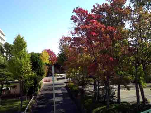 colored leaves along the road by the park