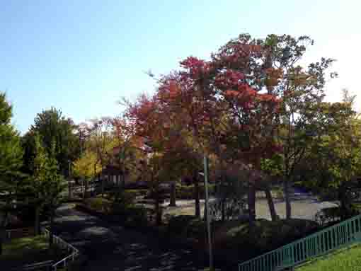 第二椿児童遊園の公孫樹と欅
