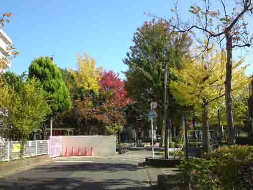 colored leaves around the park