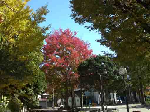 colored leaves in Daini Tsubaki Jido Yuen