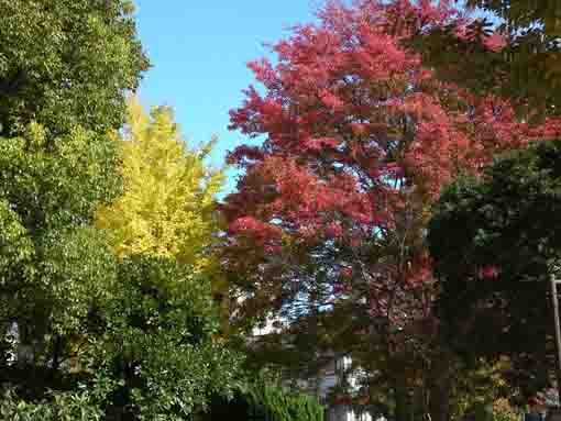 red zelkova and yellow gingko in the park