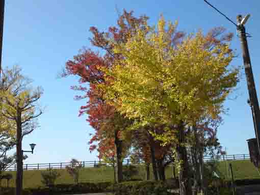緑の土手、黄金色の公孫樹、真っ赤な欅