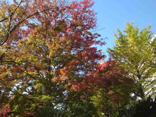 Daini Tsubaki Jido Yuen Park in Harue