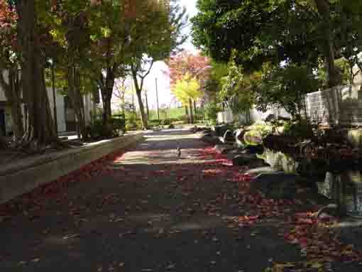 a path with red leaves in Daini Tsubaki Park