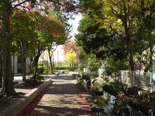 colored leaves scattering on a path