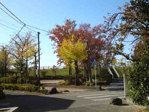 a zelkova and a gingko standing under the bank