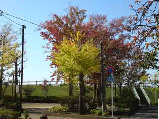 the autumn view in Daini Tsubaki Jido Yuen
