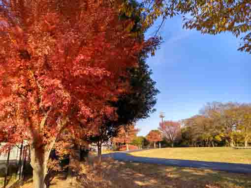 令和5年秋姥山貝塚の紅葉1