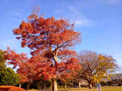 �ߘa�T�N�H�W�R�L�˂̍g�t�Q