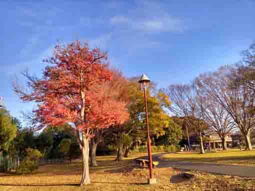 令和5年秋姥山貝塚の紅葉3