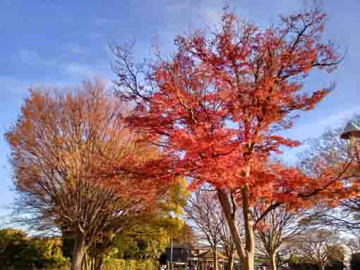 �ߘa�T�N�H�W�R�L�˂̍g�t�S