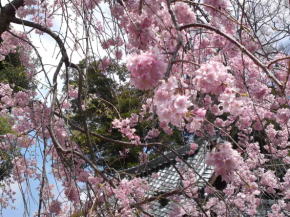Drooping cherry blossoms in Hokekyo-ji