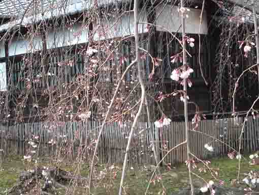 Ugajin Sakura in Mamasan 2