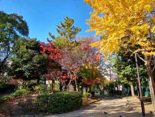 ふれあいの森宇喜田公園の紅葉２