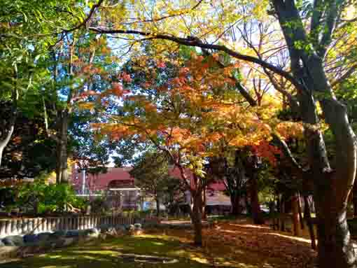 ふれあいの森宇喜田公園落ち葉と紅葉
