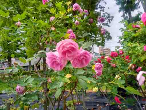 令和３年鹿骨花公園に咲くバラの花⑤