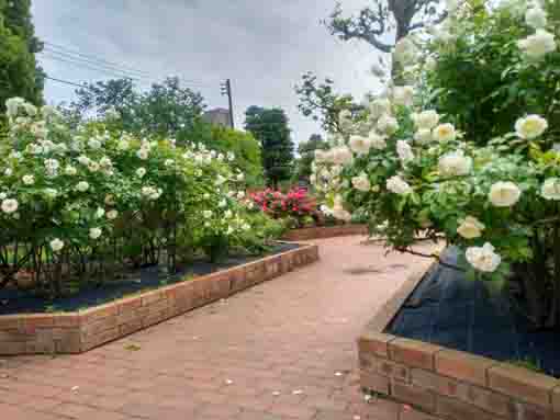 令和３年鹿骨花公園に咲くバラの花②