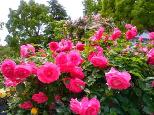 令和３年鹿骨花公園に咲くバラの花⑥