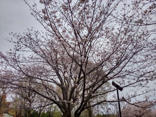 令和６年三分咲き程宇喜田公園のソメイヨシノ