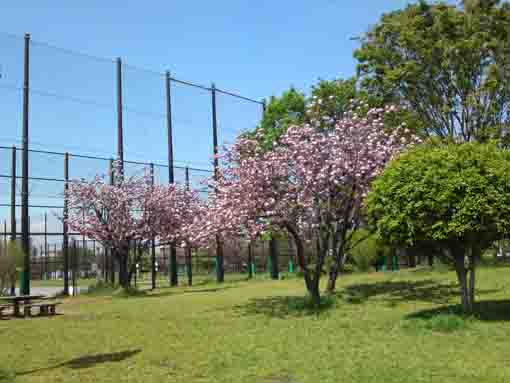 都立宇喜田公園の八重桜