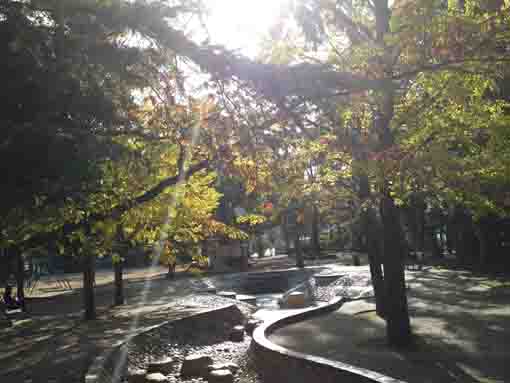 宇喜田中央公園の紅葉２