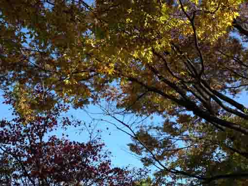 宇喜田東公園の秋の木々
