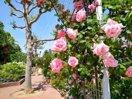 宇喜田公園のアーチに咲くピンクのバラ