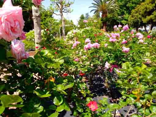 宇喜田東公園を彩るバラの花々2