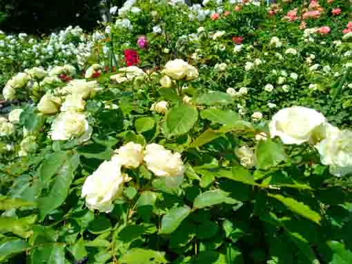 宇喜田東公園の満開のバラの花